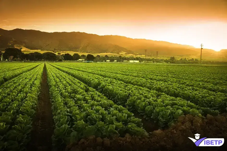 áreas de atuação, técnico em agricultura, produção agrícola, manejo de solo, irrigação, mecanização agrícola, controle de pragas e doenças, produção orgânica