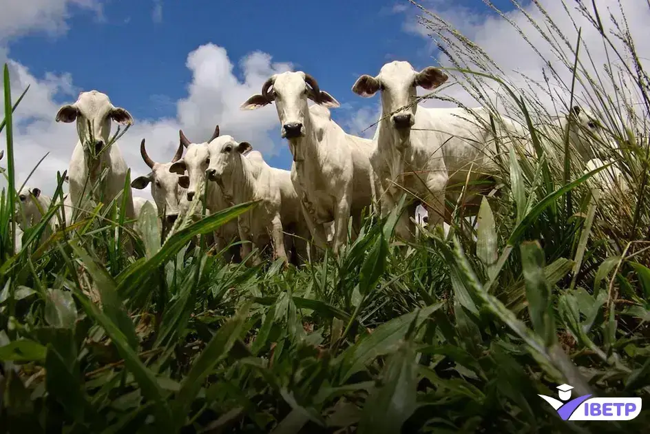 atribuições, técnico em agropecuária, agropecuária, produção agrícola, manejo de solo, irrigação, mecanização agrícola, controle de pragas e doenças, produção orgânica