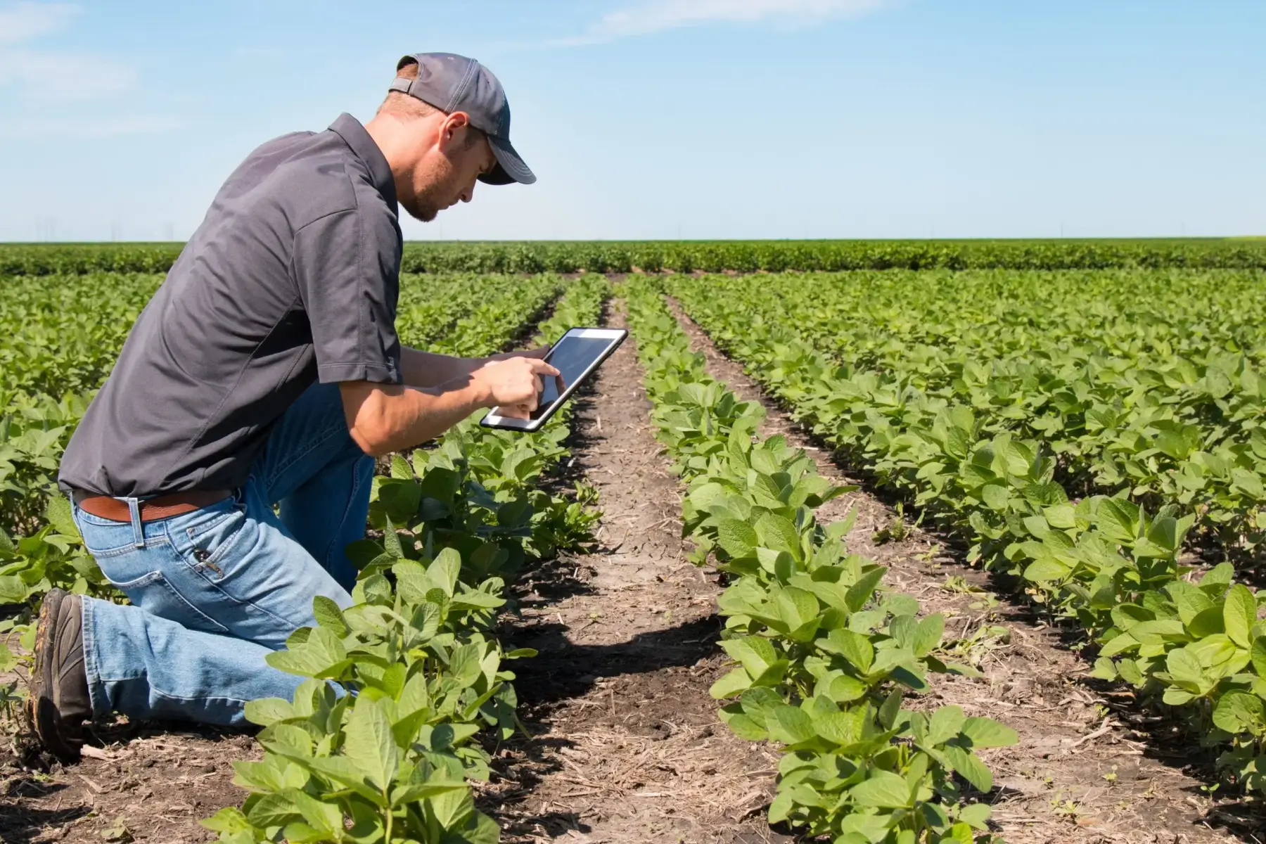 Técnico em Agronegócio