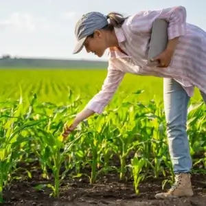 Graduação em Engenharia Agronômica